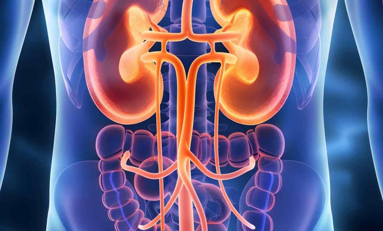 Você sabia que o câncer renal é o 3° tumor urológico mais comum. Saiba mais!